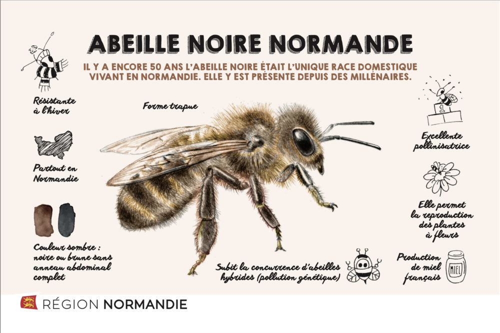 abeille noire de normandie